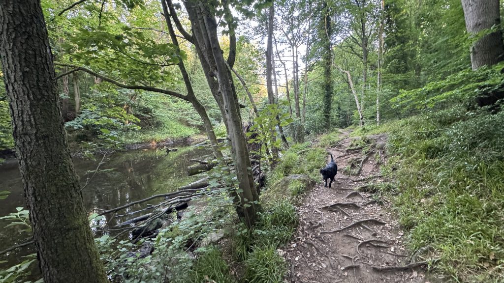 Landscape of the Nidd Gorge walk. River to one side, forest trail to the other. Black labrador walking along the path.
