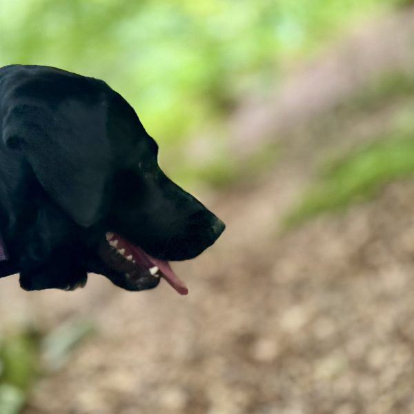 A month in review from the Labrador in the middle