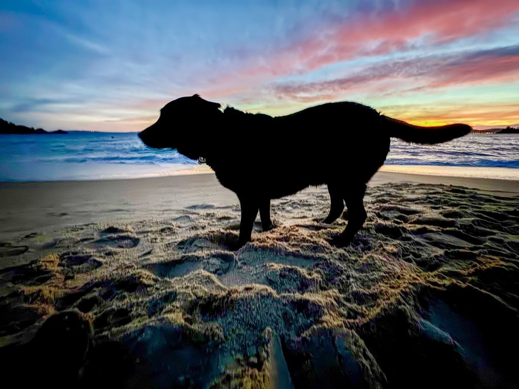 Striking silhouette of Scylla on the sand at sunset