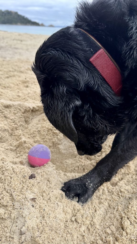 Scylla, sand and ball