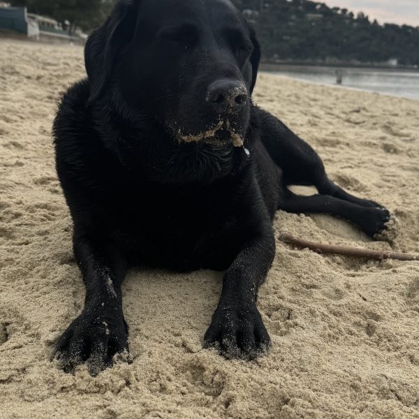 Scylla’s view – January 2026