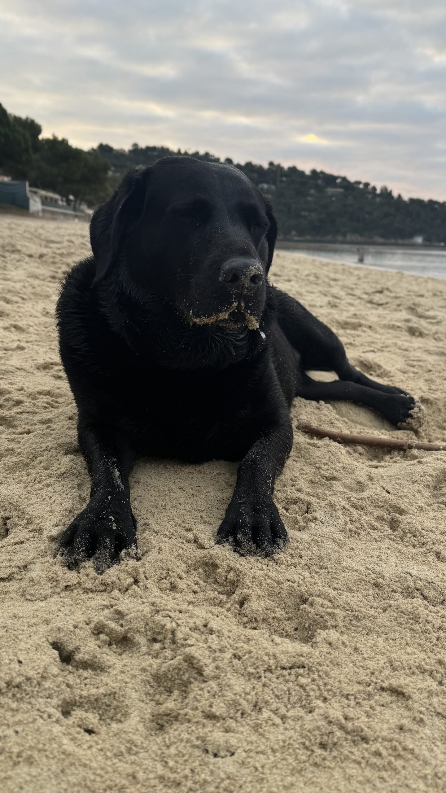 Scylla’s view – January 2026