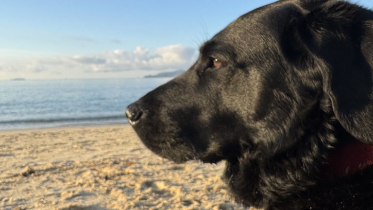Black Labrador looking wistfully out to sea