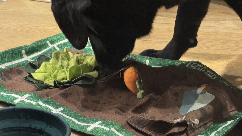 Dog using a brain exercising feeding mat