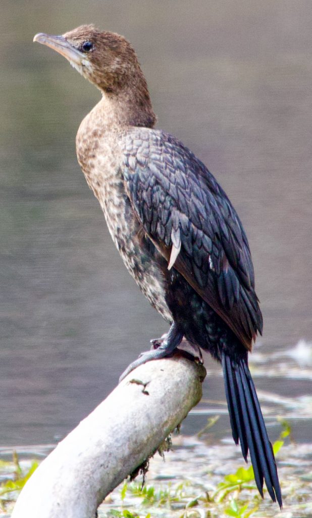 Pygmy Cormorant on a branch overhanging fresh water