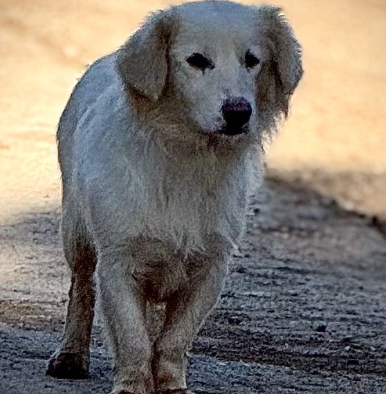 white-haired street dog.