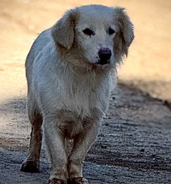 Street Dogs: The unwritten map of a place