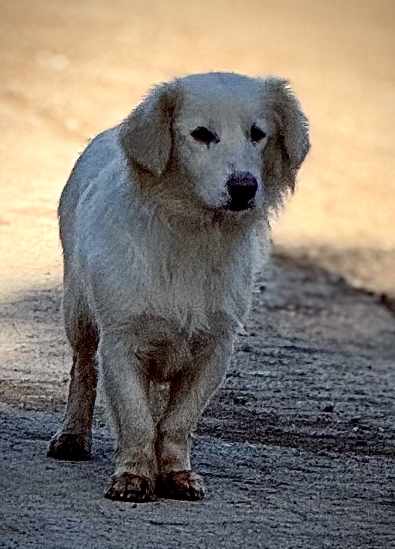 white-haired street dog.