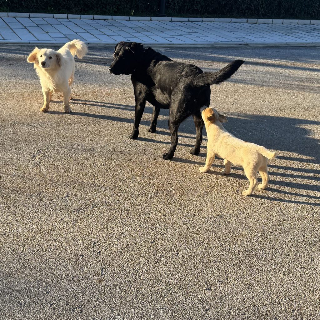 Two adult dogs with a puppy in the street