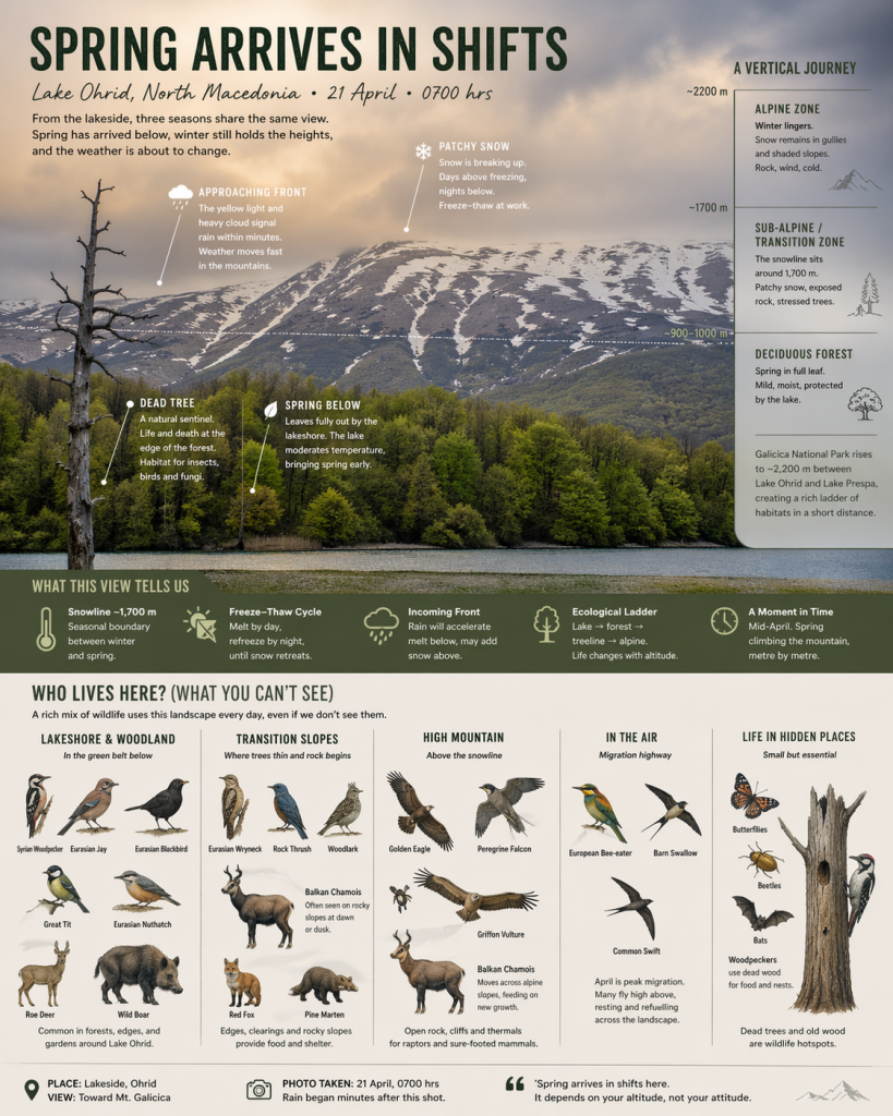 A poster showing wildlife in the photographed environment